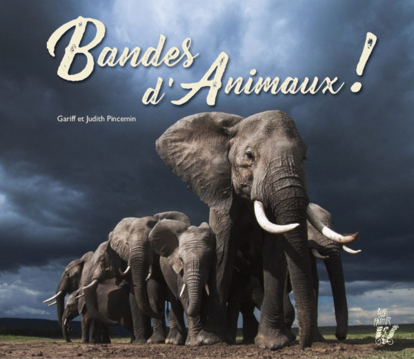 Bandes d'animaux